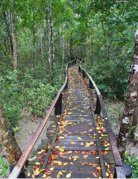 Sundarban Jungle Walk