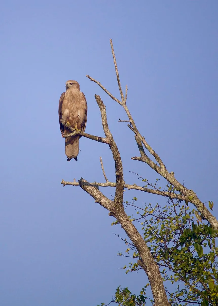 Sundarban Bird Watching