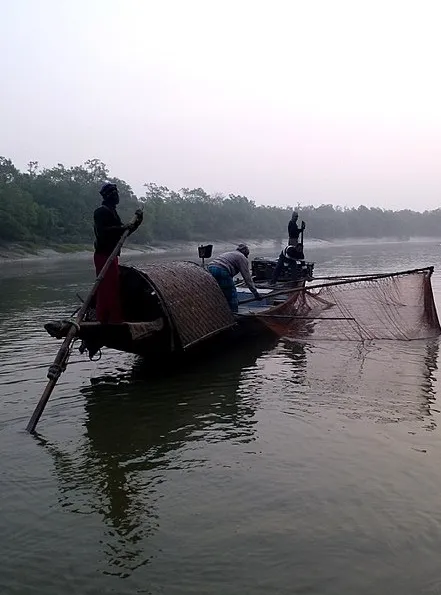 Sundarban fishing