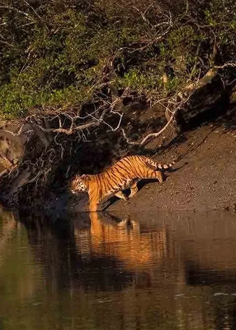 Sundarban Tiget