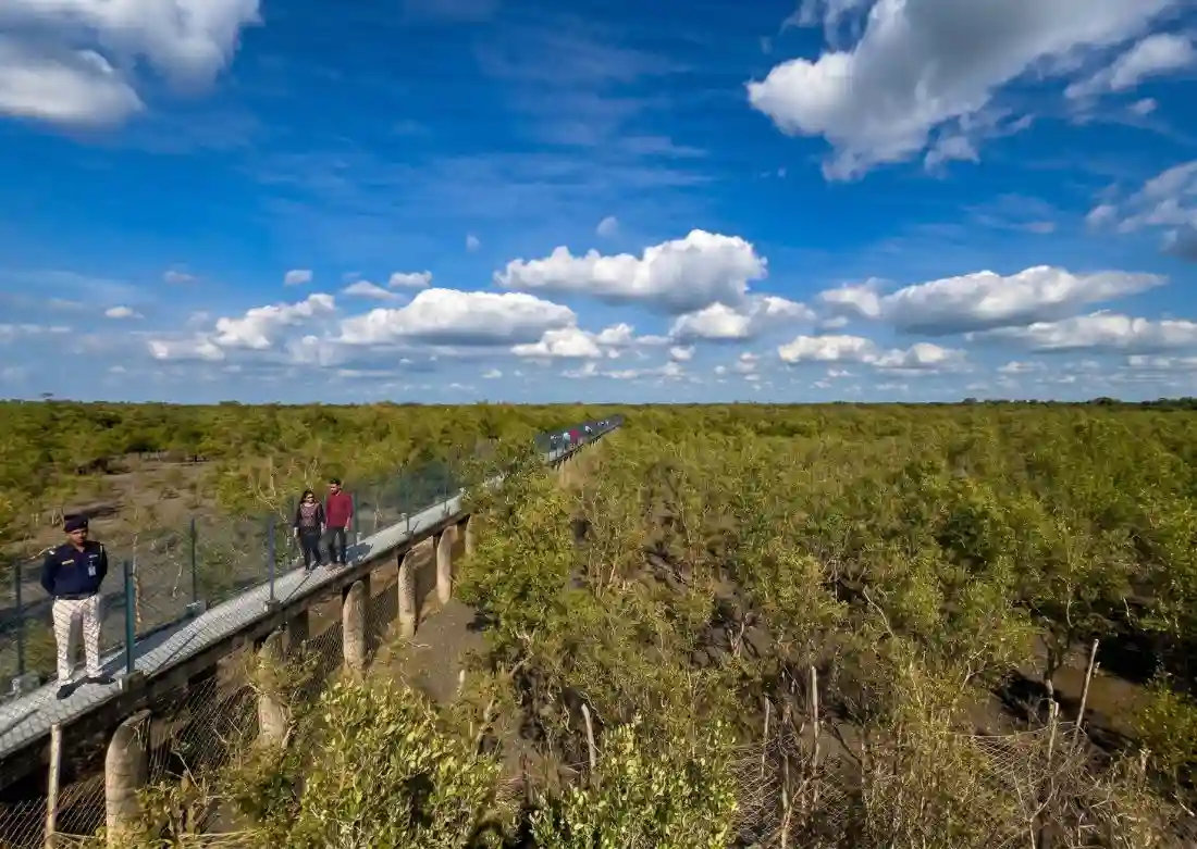 Dobanki canopy walk and vast mangrove forest during Sundarban 1 night 2 days tour package