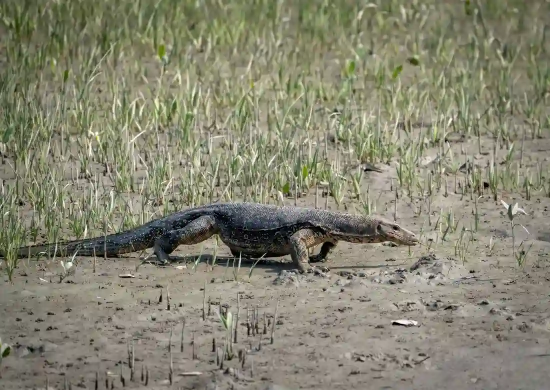 Water monitor walking beside muddy riverside grassland during Sundarban one day tour safari