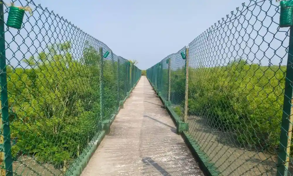 Dobanki Canopy Walk during Sundarban Hilsa Festival jungle safari experience
