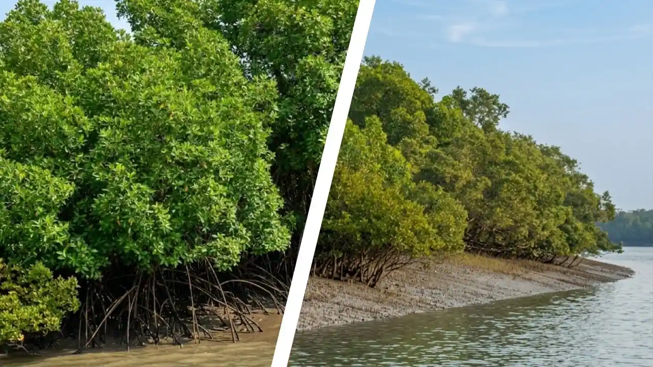 Sundarban mangrove forest and riverside landscape representing Sundarban jungle safari tour