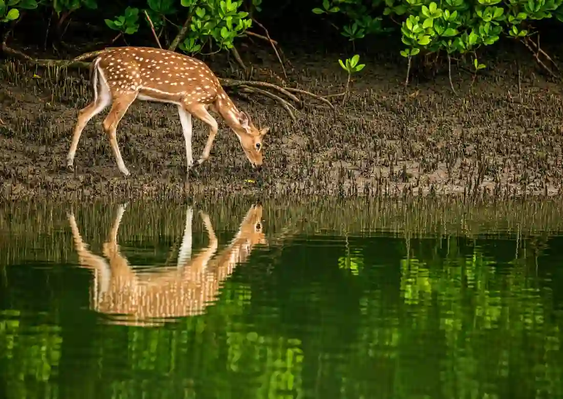 Spotted deer drinking water beside Sundarban river representing Sundarban tourist information center
