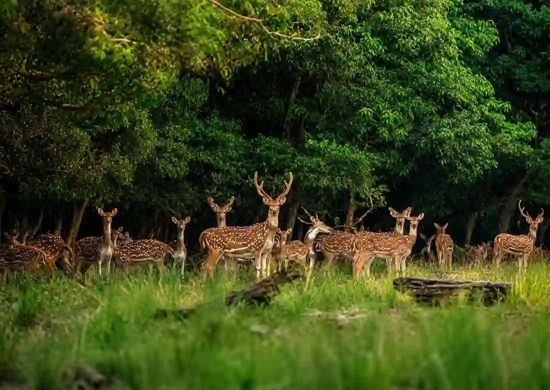 Spotted deer herd in Sundarban forest representing Sundarban tours and wildlife safari experiences
