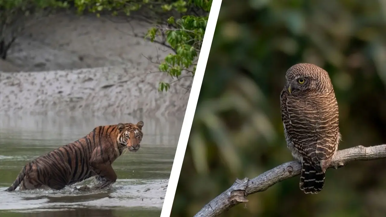 Royal Bengal Tiger and owl in Sundarban forest representing Sundarban wildlife tour
